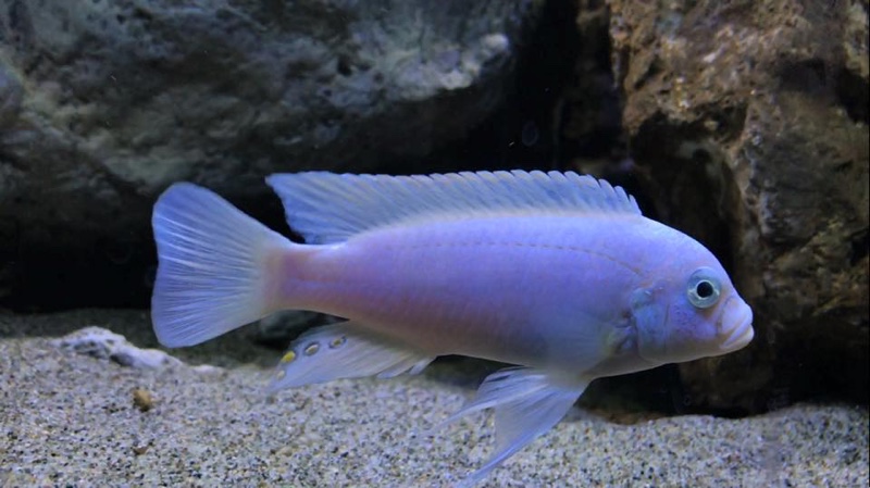 Maylandia zebra 'Chidunga Rocks'